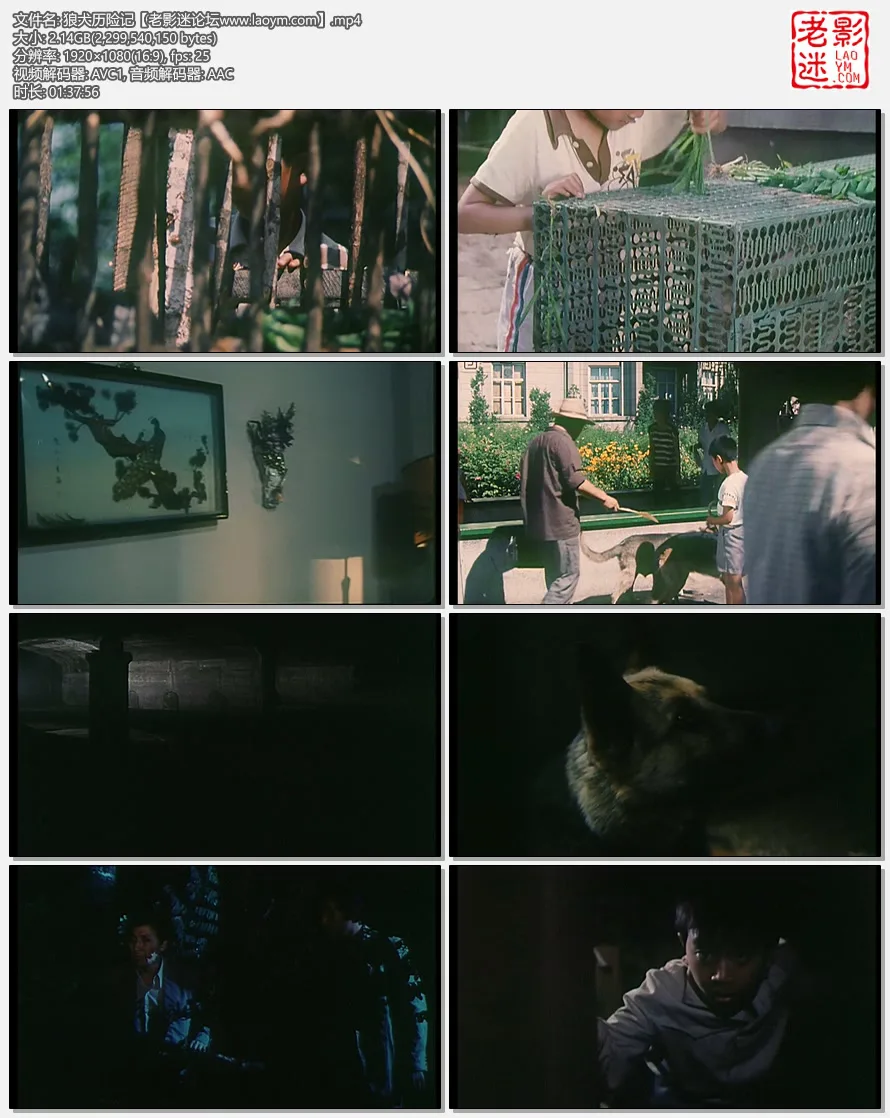 狼犬历险记.webp