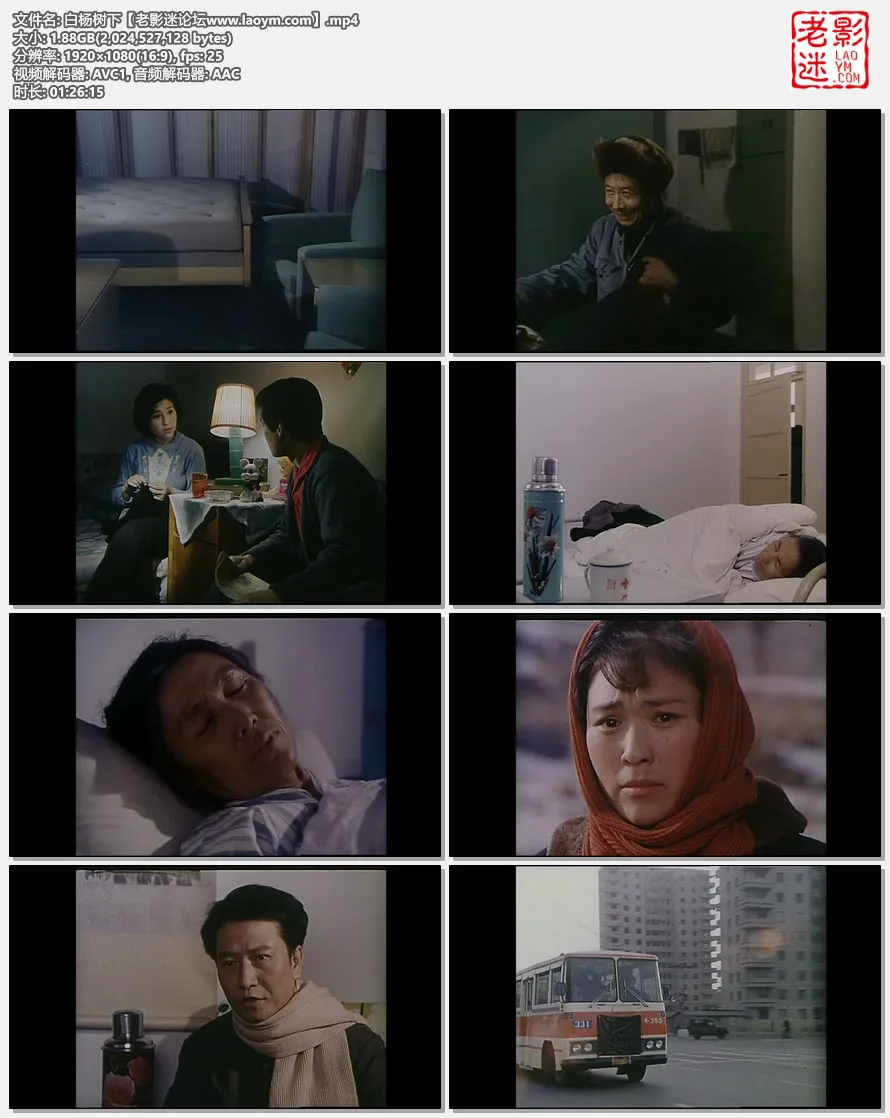 白杨树下.视频截图.webp